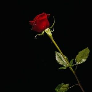 Meet your Posher, Joyce